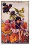 Blackberry Flower Fairy Blackberry Flower Fairy