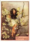 Blackthorn Flower Fairy