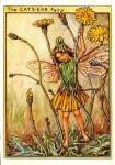 Cats-Ear Flower Fairy Cats-Ear Flower Fairy
