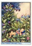 Forget-me-Not (Garden) Flower Fairy