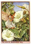 White Bindweed Flower Fairy White Bindweed Flower Fairy