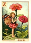 Zinnia Flower Fairy Zinnia Flower Fairy