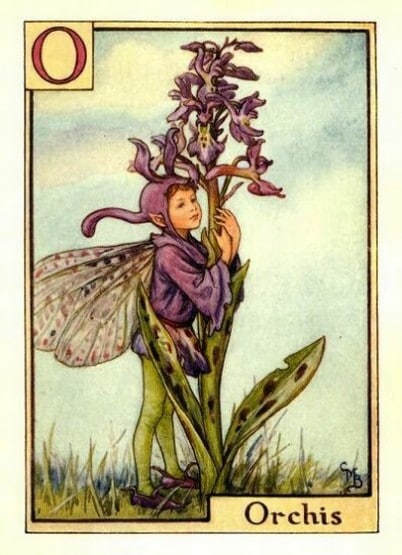 Orchis Flower Fairy
