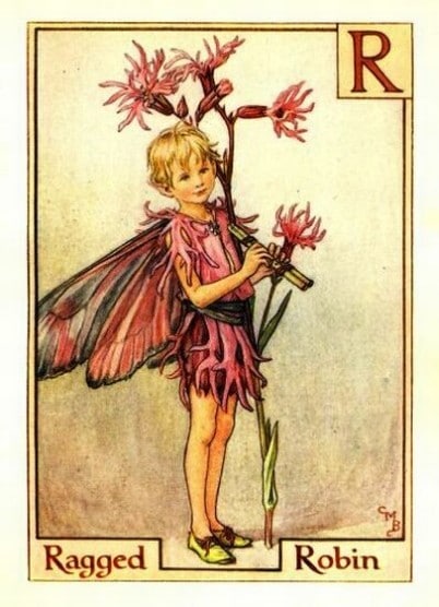 Ragged Robin Flower Fairy