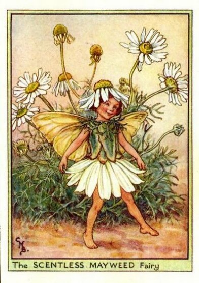 Scentless Mayweed Flower Fairy