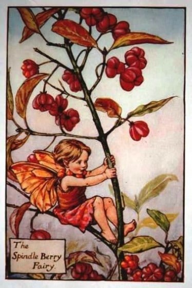 Spindle Berry Flower Fairy