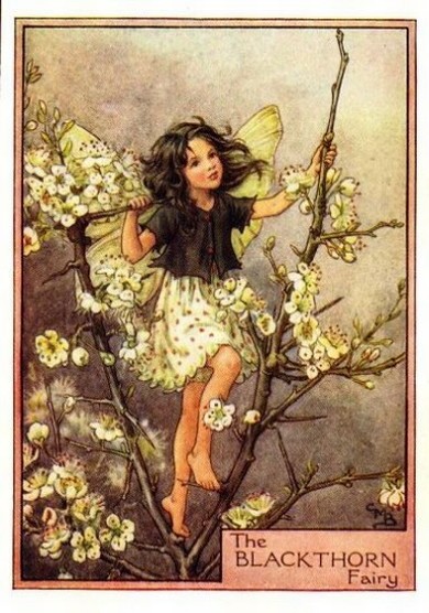 Blackthorn Flower Fairy