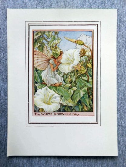 White Bindweed Flower Fairy Print