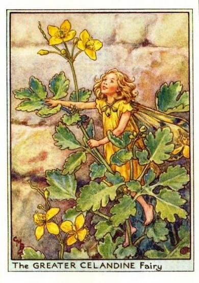 Greater Celandine Flower Fairy
