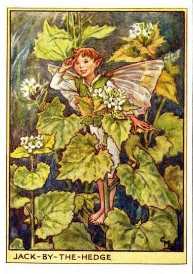 Jack-by-the-Hedge Flower Fairy