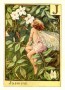 Jasmine Flower Fairy Vintage Print