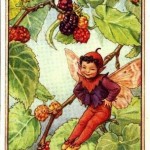Mulberry Flower Fairy