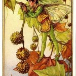 Plane Tree Flower Fairy