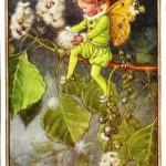 Poplar Flower Fairy