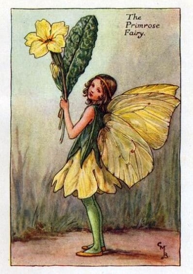 Primrose Flower Fairy