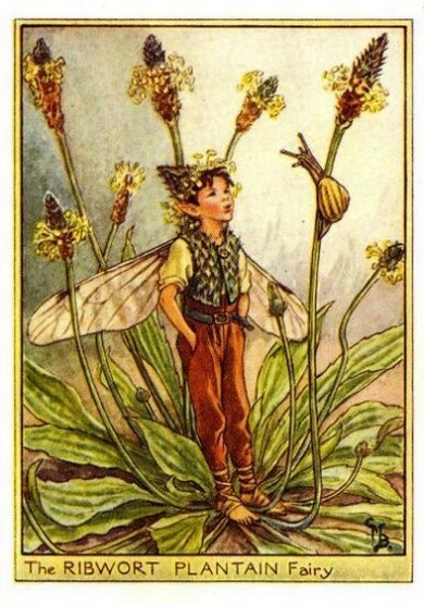 Ribwort Plantain Flower Fairy