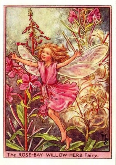 Rose-Bay Willow-Herb Flower Fairy