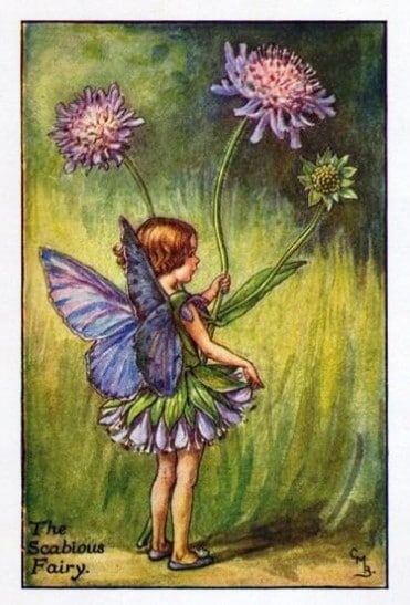 Scabious Flower Fairy
