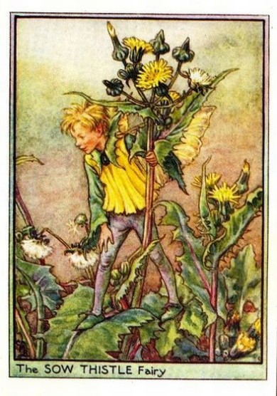 Sow Thistle Flower Fairy