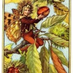 Sweet Chestnut Flower Fairy