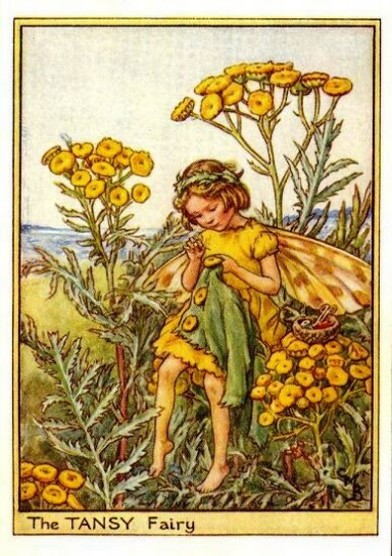 Tansy Flower Fairy