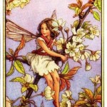 Wild Cherry Blossom Flower Fairy