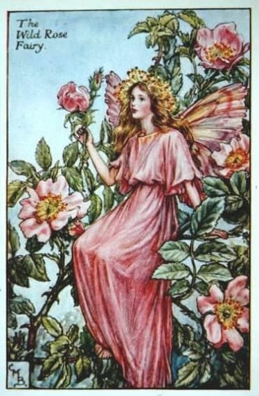 Wild Rose Flower Fairy