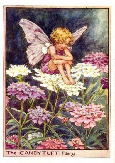 Candytuft Flower Fairy
