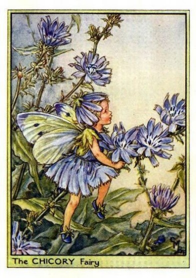 Chicory Flower Fairy