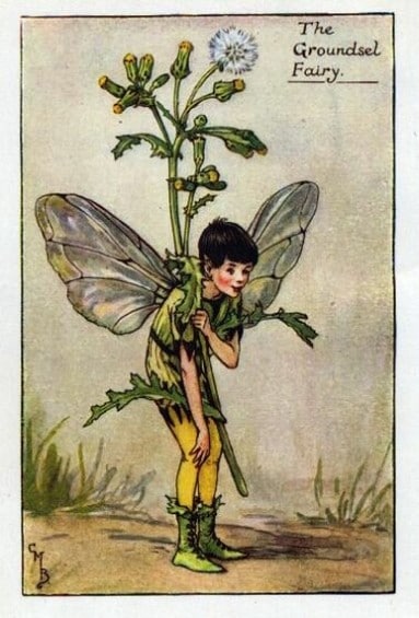 Groundsel Flower Fairy