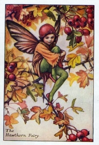 Hawthorn Flower Fairy