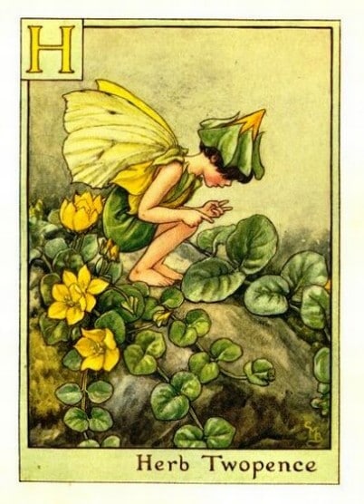 Herb Twopence Flower Fairy