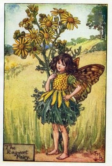 Ragwort Flower Fairy