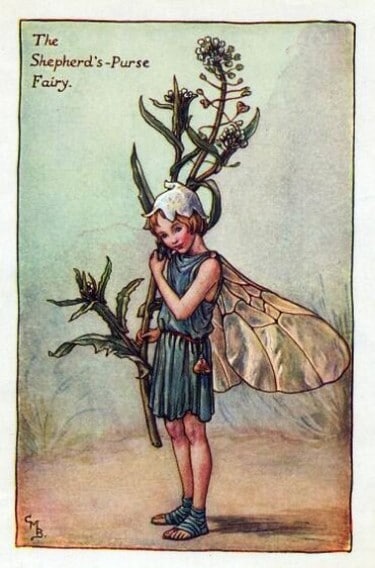 Shepherds-Purse Flower Fairy