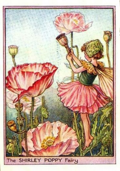 Shirley Poppy Flower Fairy