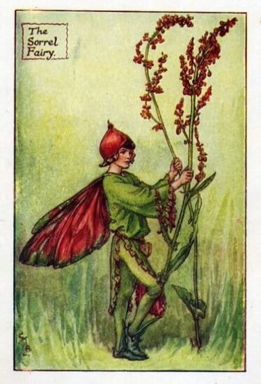 Sorrel Flower Fairy