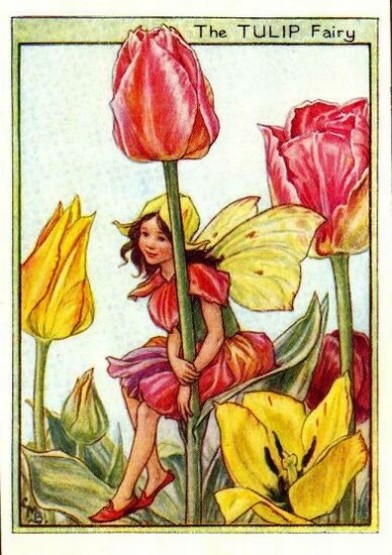 Tulip Flower Fairy
