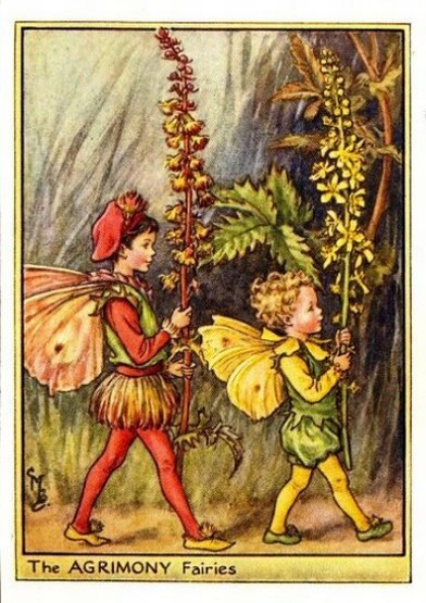 Agrimony Flower Fairy