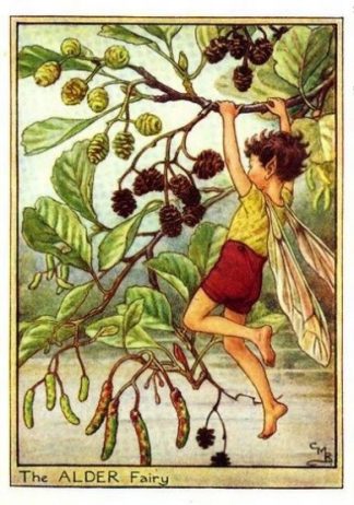 Alder Flower Fairy