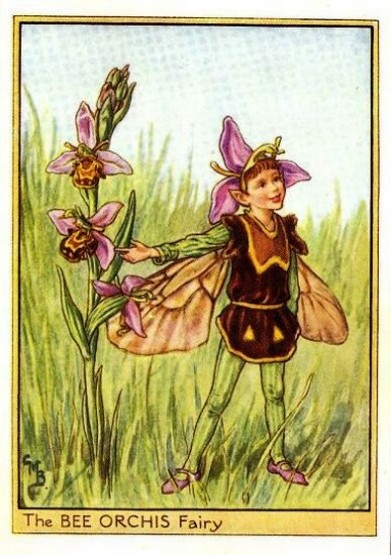 Bee Orchis Flower Fairy