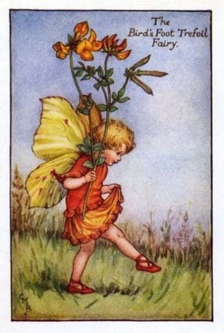 Birds Foot Trefoil Flower Fairy