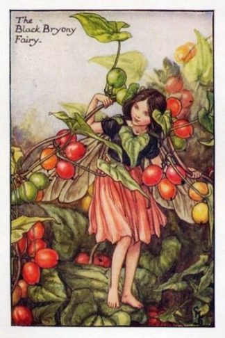 Black Bryony Flower Fairy