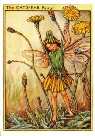 Cats Ear Flower Fairy