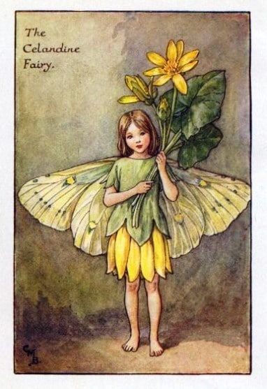 Celandine Flower Fairy » Flower Fairy Prints- Vintage Fairy Prints by ...