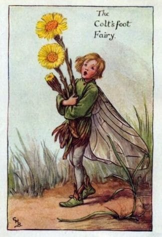 Coltsfoot Flower Fairy