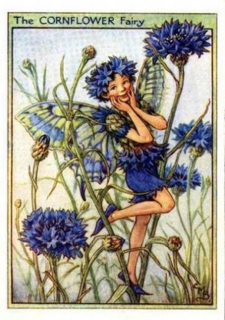 Cornflower Flower Fairy