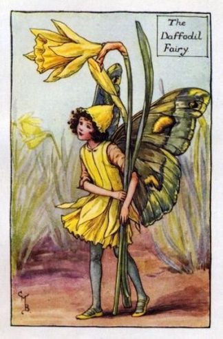 Daffodil Flower Fairy