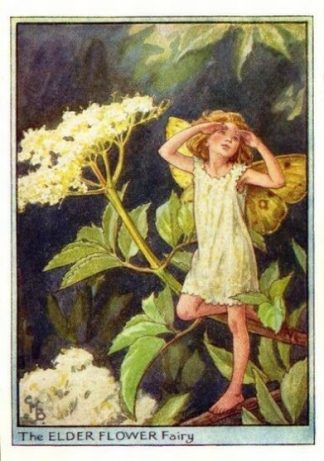 Elder Flower Fairy