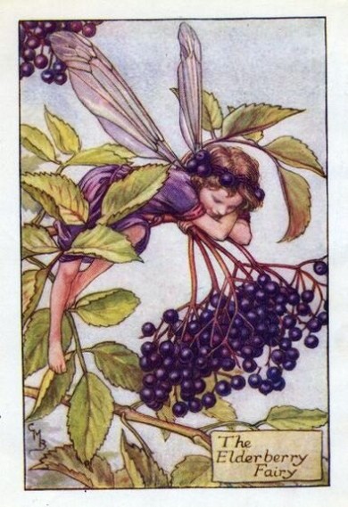Elderberry Flower Fairy