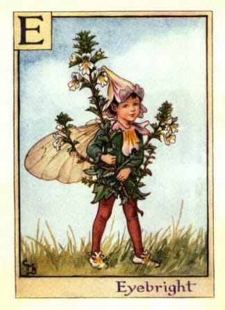 Eyebright Flower Fairy